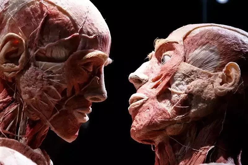 Body Worlds Amsterdam exhibition hall featuring a plastinated human figure in a dynamic pose representing happiness.