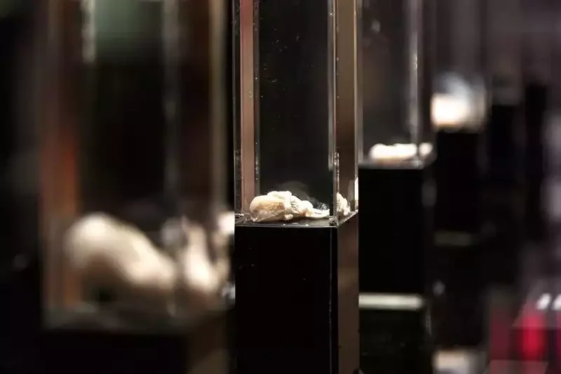 Glass vials displaying different stages of human fetal development from weeks to months.