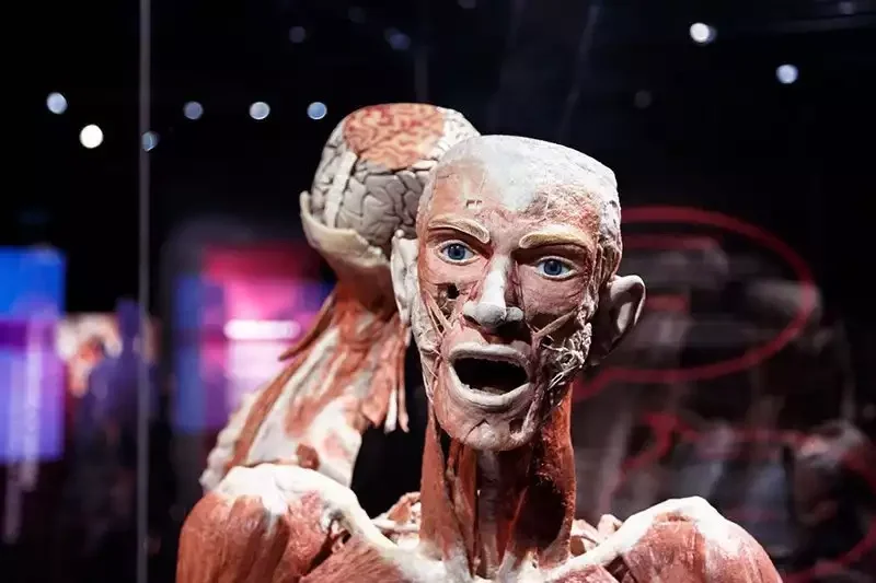 Visitors looking closely at an anatomical display inside Body Worlds Amsterdam.