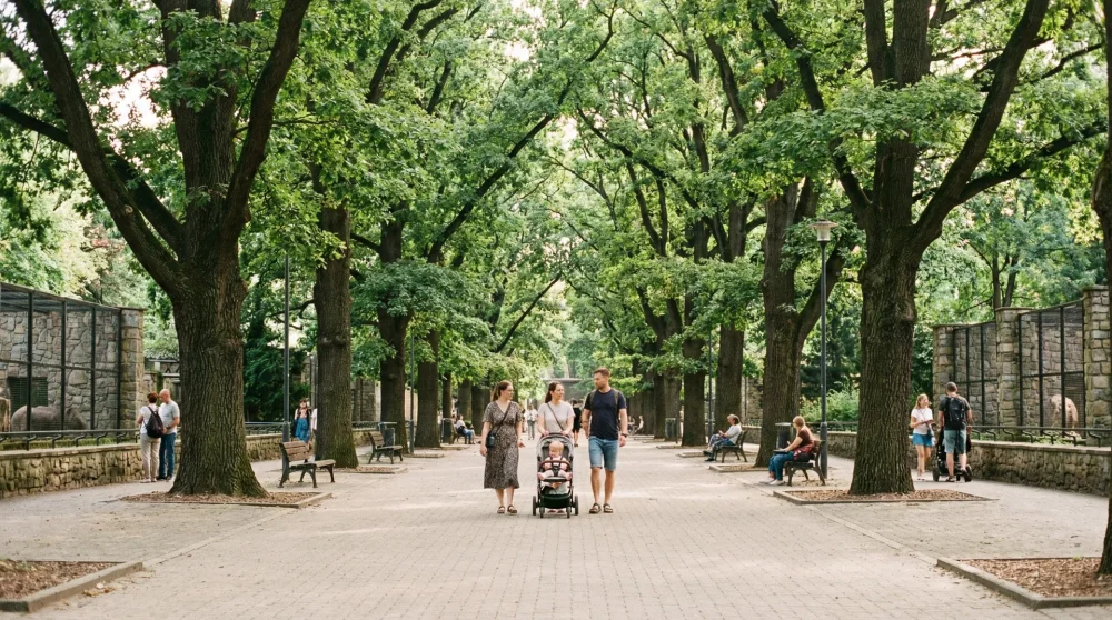 Wide paved and stroller-friendly walking paths lined with old oak trees at ARTIS Amsterdam