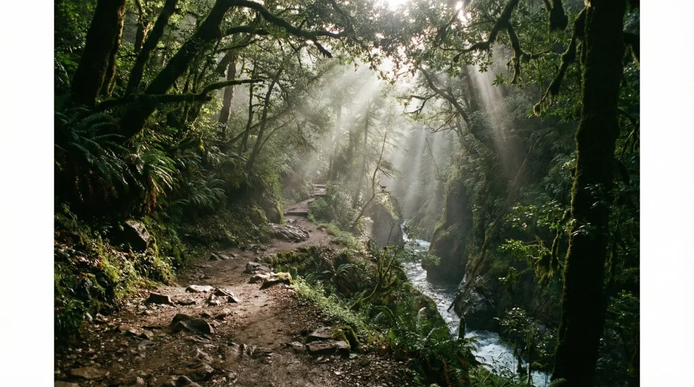 Rugged forest path winding through the deep gorge beneath the bridge
