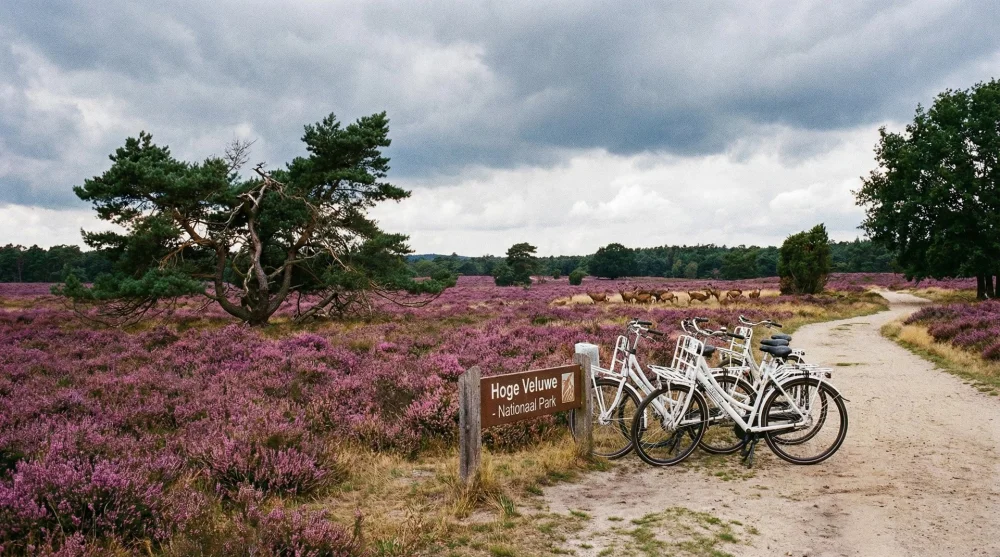 White bicycles parked near the heathlands in Hoge Veluwe National Park