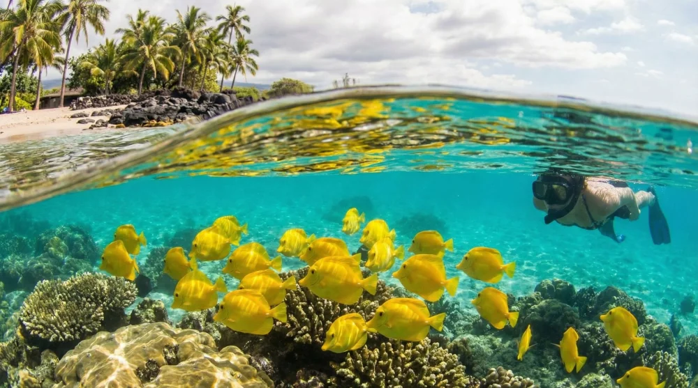 Kahaluu Beach Park Snorkeling: A Beginner’s Guide to Kona’s Aquarium