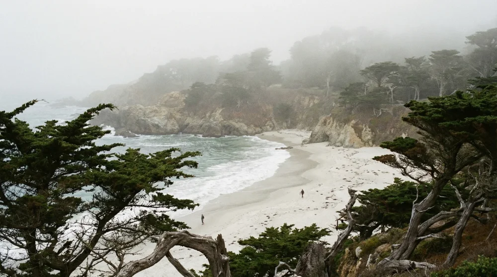 Mist-covered white sand beach and Monterey cypress trees along the California coast in Carmel.
