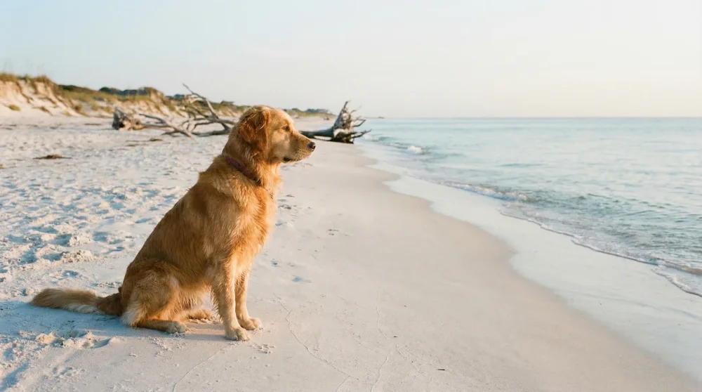 A healthy dog sitting on a sandy beach looking towards the blue ocean waves