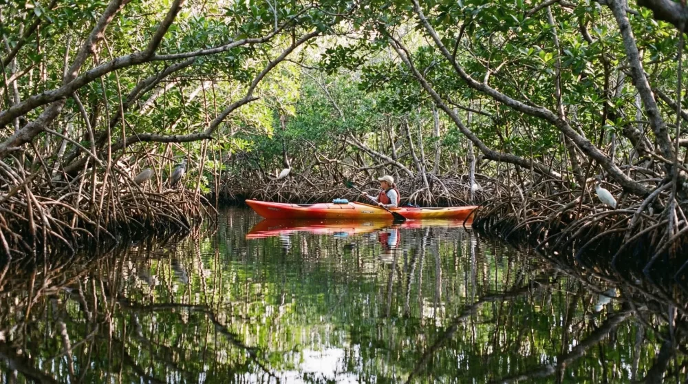 A person kayaking through a narrow green mangrove tunnel in the Everglades wilderness