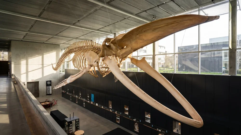 Beaty Biodiversity Museum: Tickets, Hours, and How to Get There