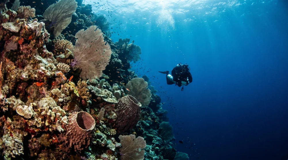 Little Cayman vs Cayman Brac: Welche Schwesternsel passt zu Ihnen?