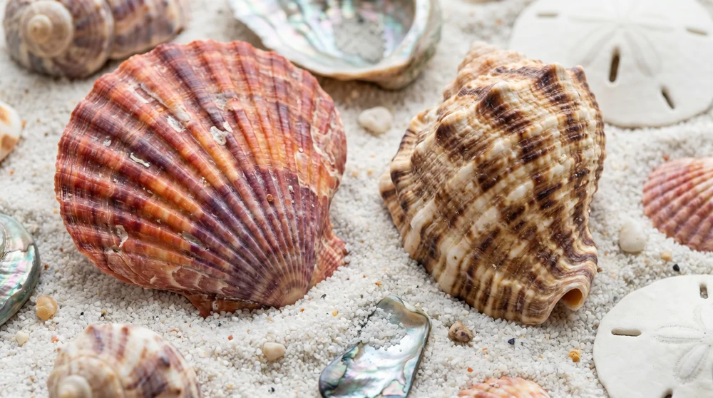 Collection of scallop and turkey wing seashells on the white sand of North Beach