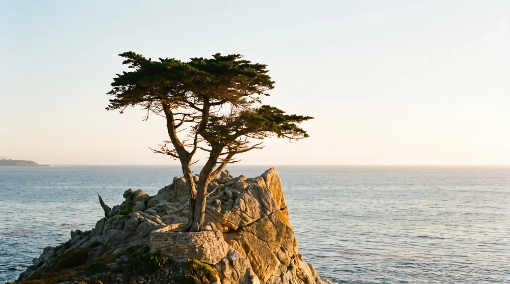 17-Mile Drive: Best Stops, Gates, and Tips for Pebble Beach