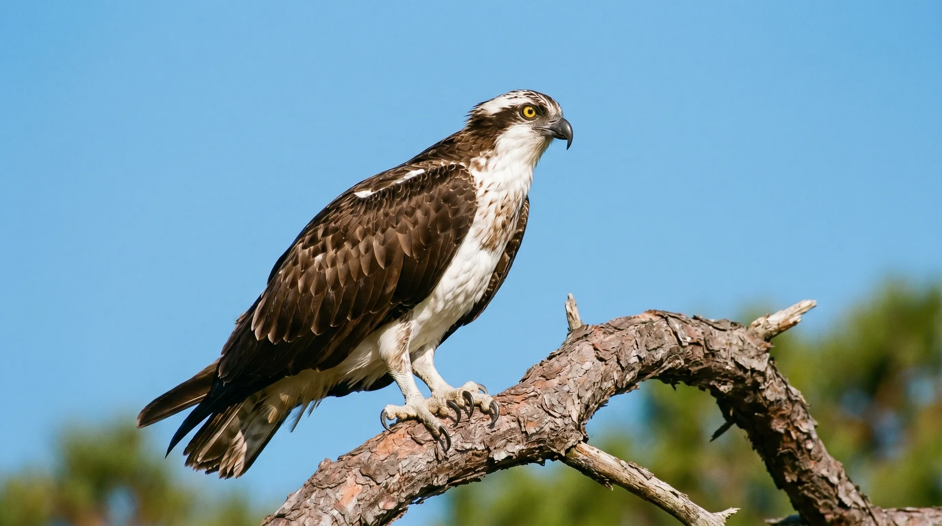 An Osprey perched in a slash pine tree along the nature trails of Honeymoon Island