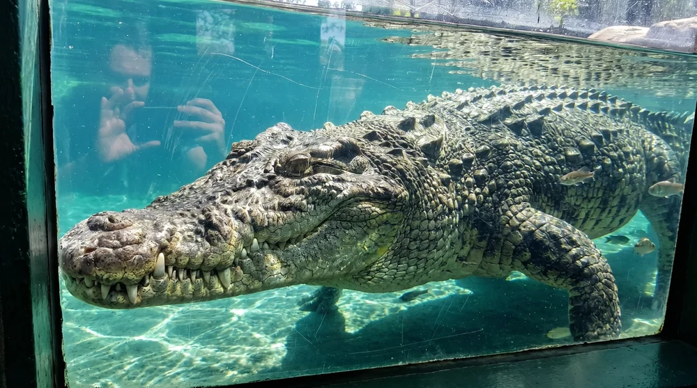 Large saltwater crocodile swimming underwater through glass exhibit tank at St. Augustine Alligator Farm