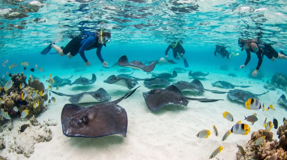 Südliche Stachelrochen schwimmen im flachen türkisfarbenen Wasser der Stingray City Sandbank auf Grand Cayman