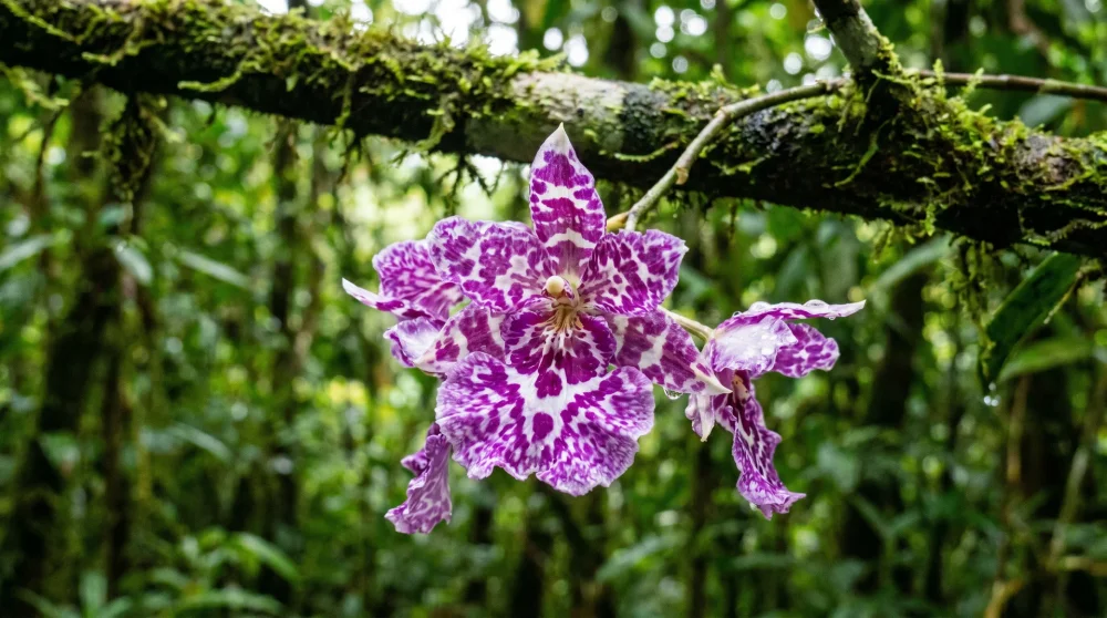 Seltene tropische Orchidee mit lila-weißen Blütenblättern im dichten Wald des Botanischen Gartens Grand Cayman