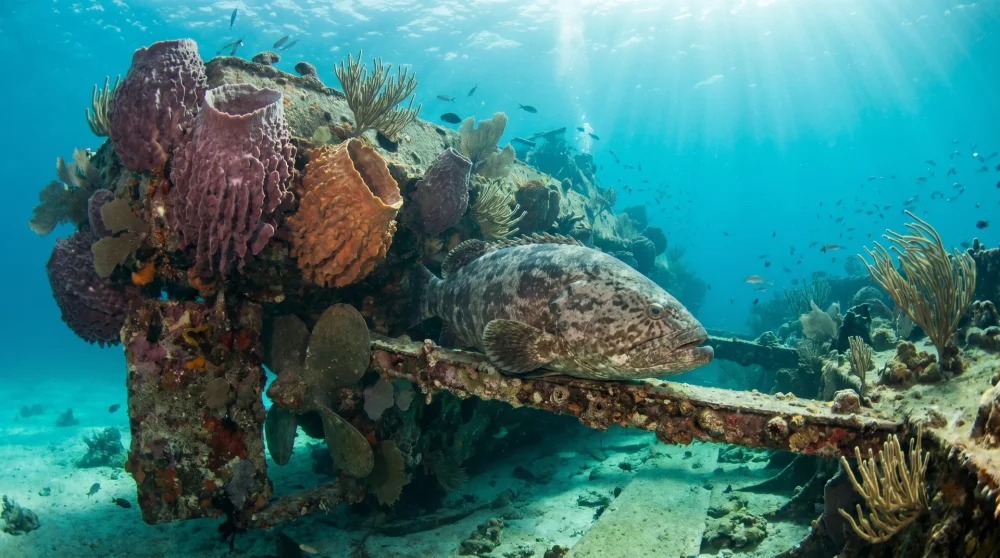 Large grouper resting near the bridge of the MV Captain Keith Tibbetts wreck in Cayman Brac, covered in sea sponges