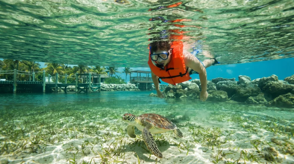 Visitor snorkeling in the Turtle Lagoon at Cayman Turtle Centre, juvenile sea turtle visible below in green-tinted water