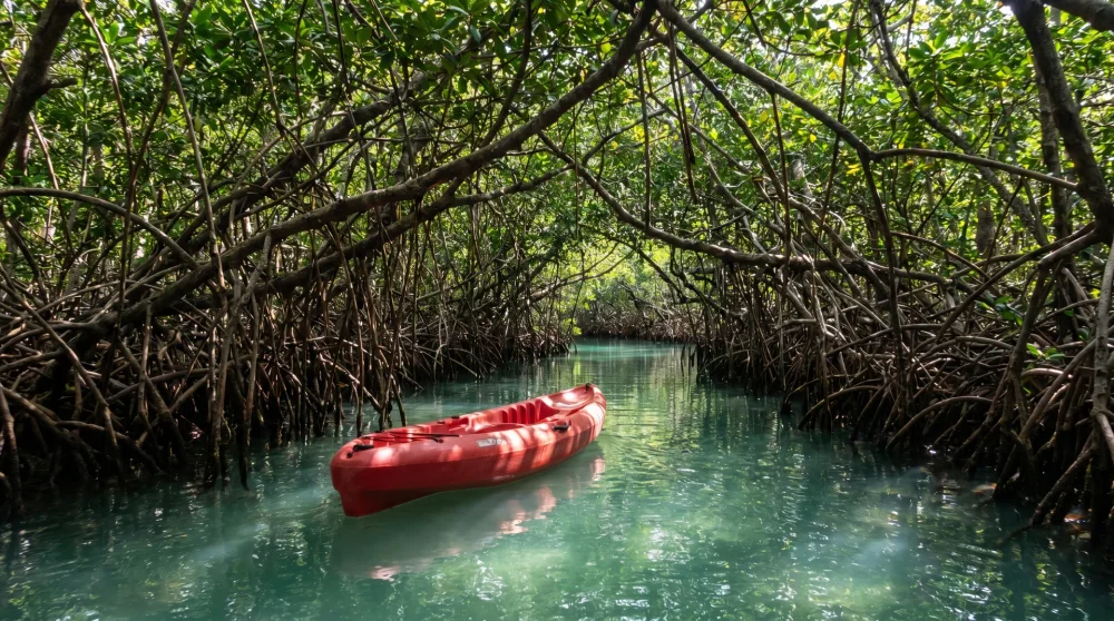 Kayaker paddling through mangrove tunnel in Grand Cayman Central Mangrove Wetlands