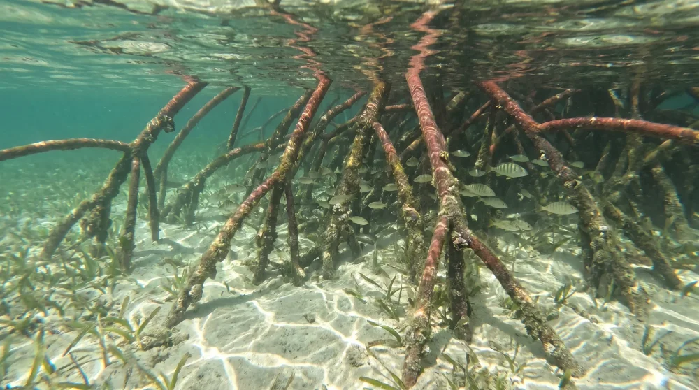 Underwater view of mangrove roots with juvenile fish in Grand Cayman mangroves