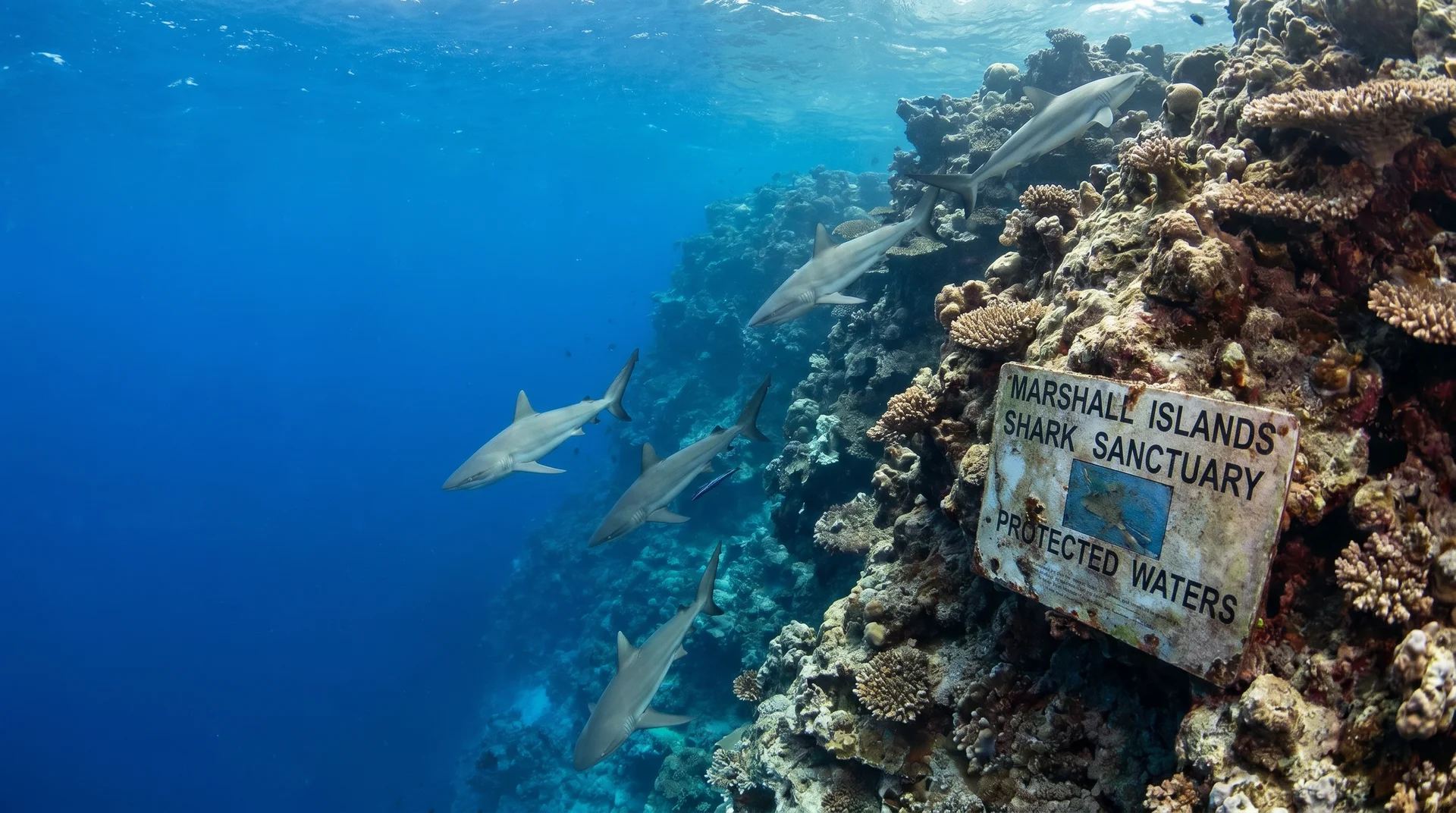 Marshall-Inseln vs. Palau: Welches Pazifik-Tauchziel ist das Richtige für Sie?