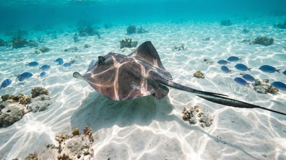 Stingray gliding over a sandy seabed in Jamaica's shallow Caribbean reef waters