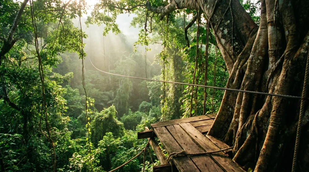 Zipline platform overlooking Jamaican rainforest canopy