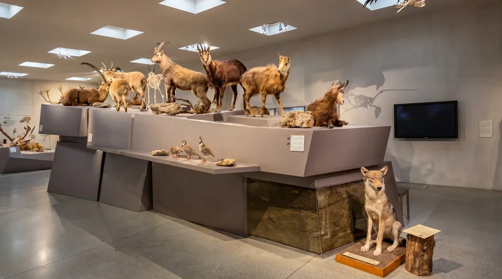 Alpentierpraeparate darunter Steinbock Gemse und Wolf im Liechtensteinischen Landesmuseum Vaduz