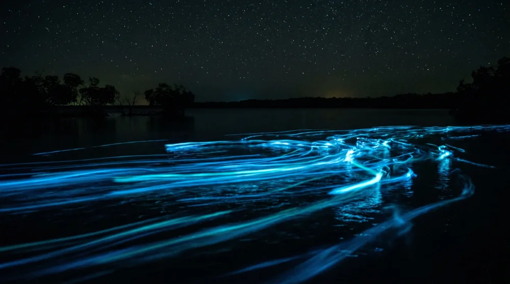 Biolumineszentes blaues Leuchten in dunklem karibischen Wasser bei Nacht