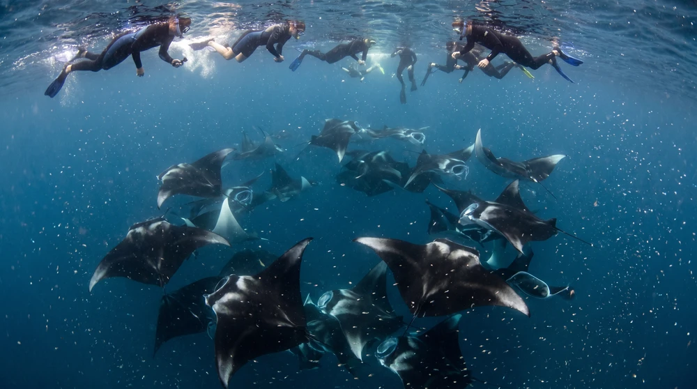 Snorkelers above manta rays feeding in a cyclone formation at Hanifaru Bay