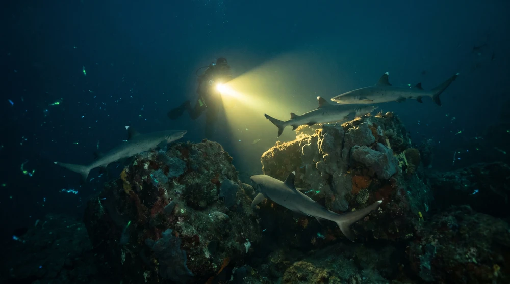 Night dive with a torch beam lighting reef sharks hunting over coral in the Maldives