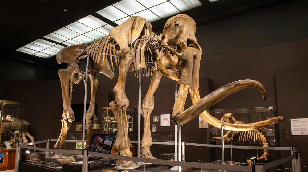 Siberian mammoth skeleton on display at the Museum of Prehistoric Anthropology inside Monaco Exotic Garden
