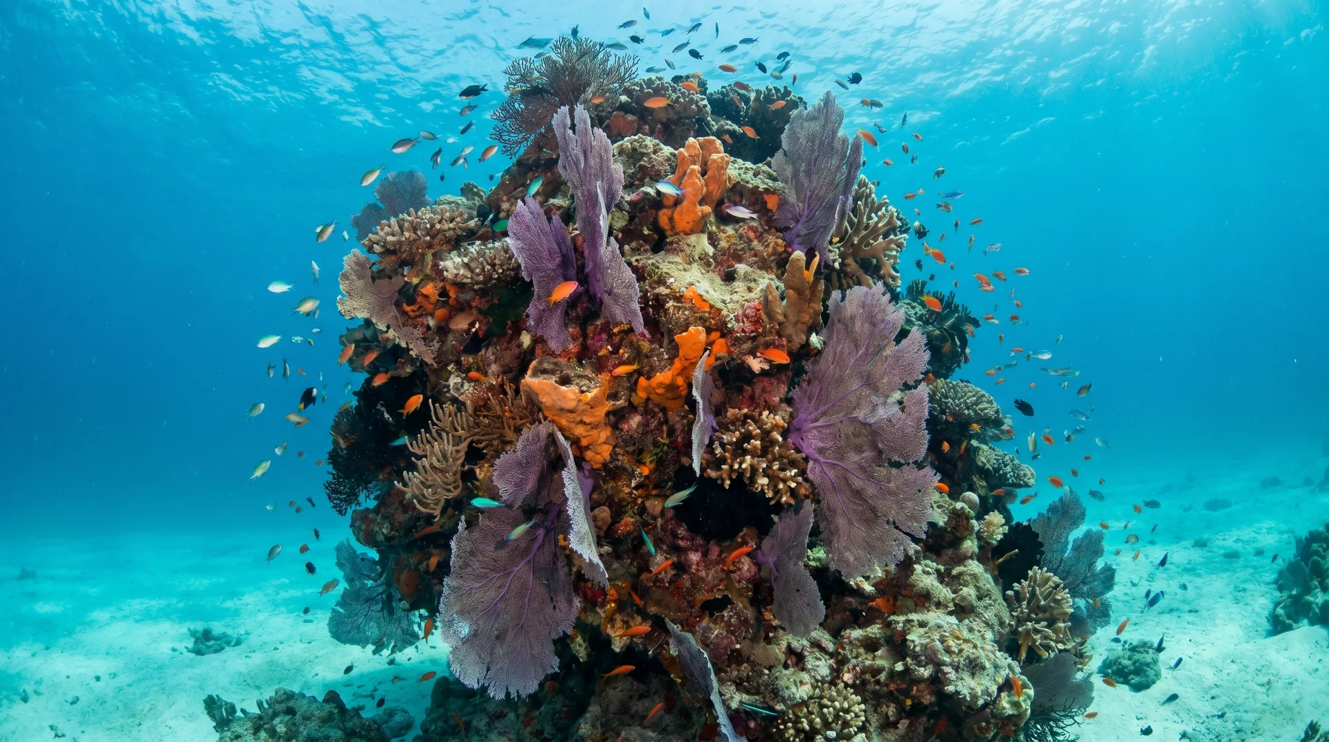 Hoher Korallenpinnacle in Anibare Bay, Nauru, bedeckt mit bunten Hart- und Weichkorallen