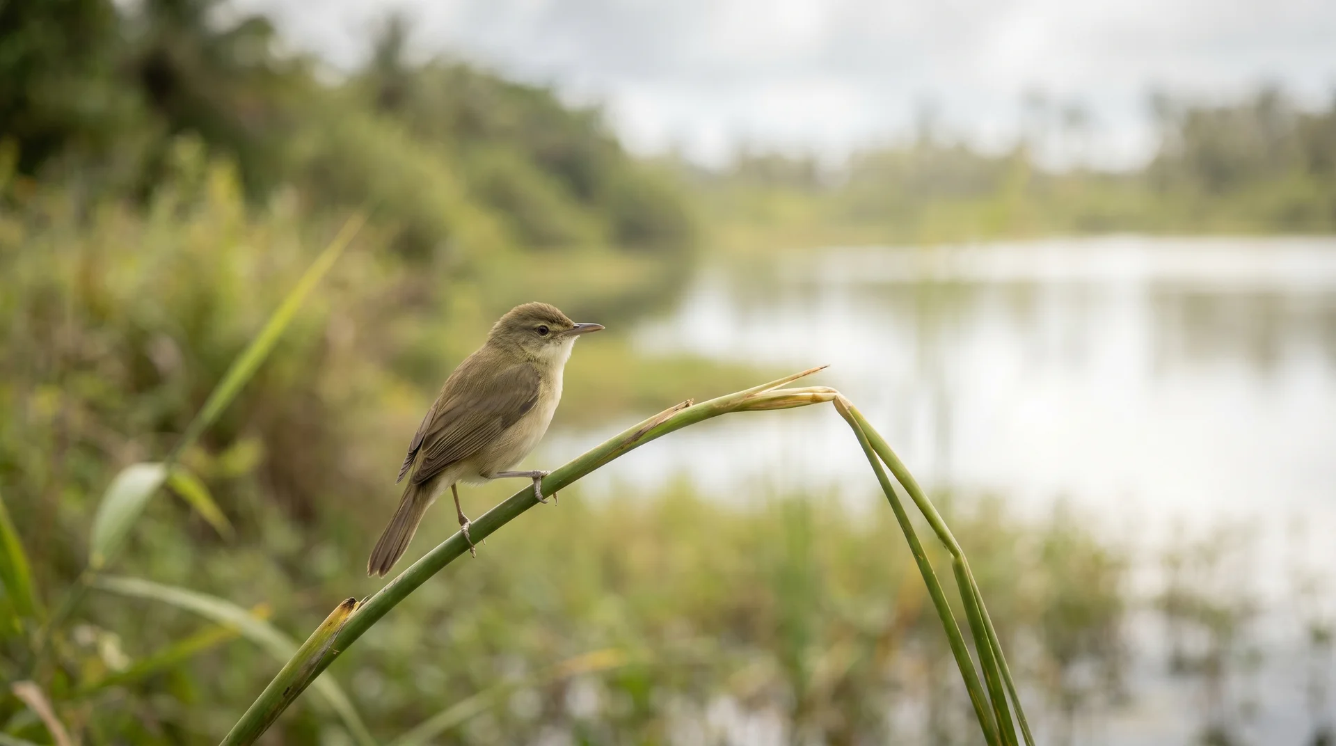 Nauru-Rohrsänger am Buada-See, eine endemische Vogelart die nirgendwo sonst auf der Erde vorkommt