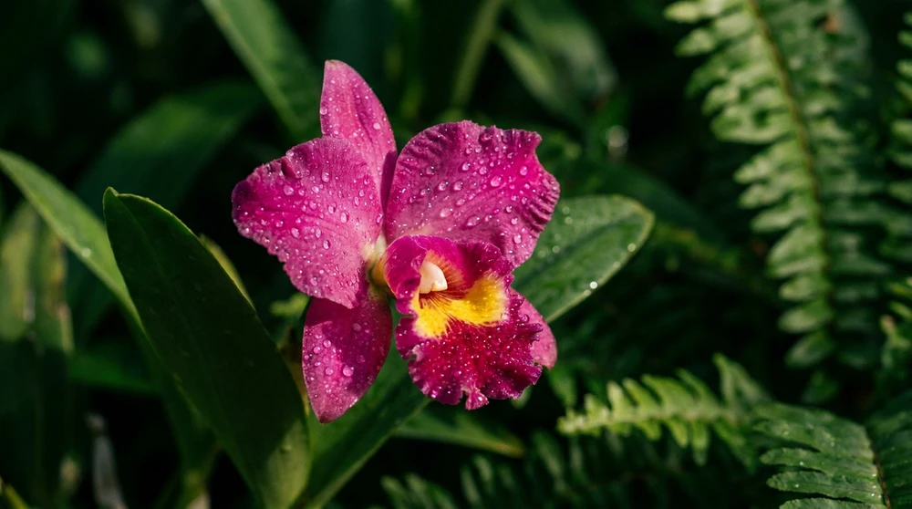 Makroaufnahme einer magentafarbenen tropischen Orchidee mit Morgentau vor dunklem Laub.