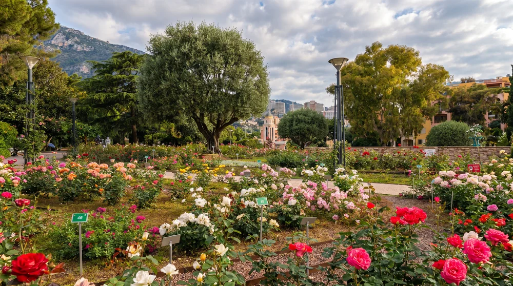 Hundreds of colorful rose varieties in full bloom at Roseraie Princesse Grace Monaco in Fontvieille
