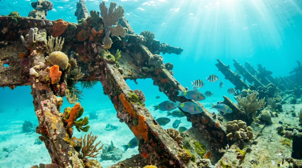 Coral-encrusted shipwreck with tropical fish in shallow Grand Cayman waters