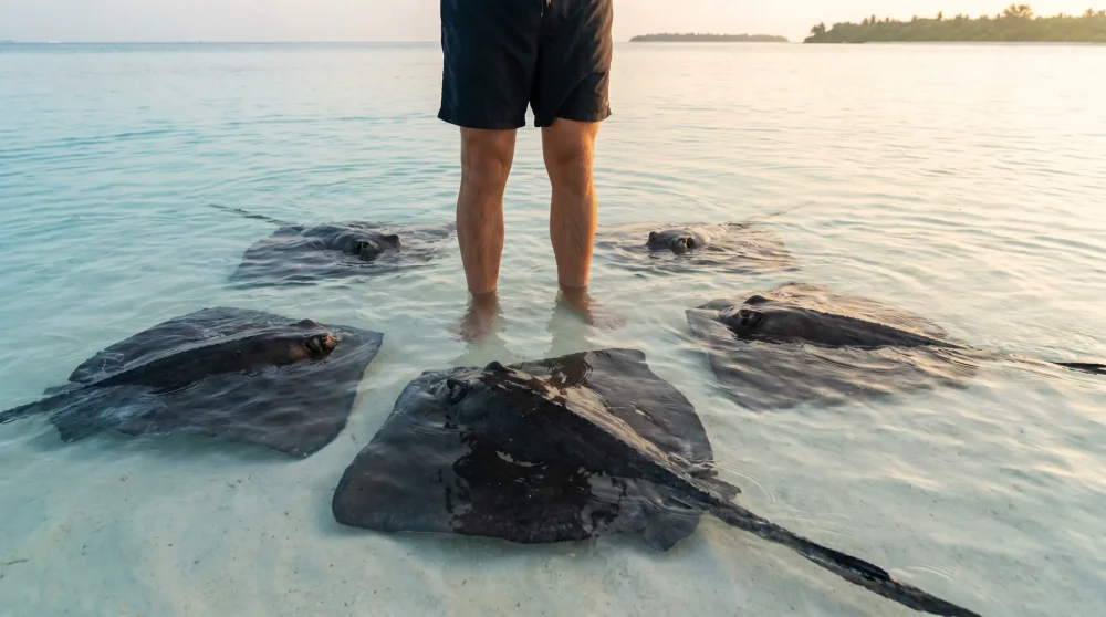 Stingray City Grand Cayman: Sandbar vs Dive Site and How to Visit