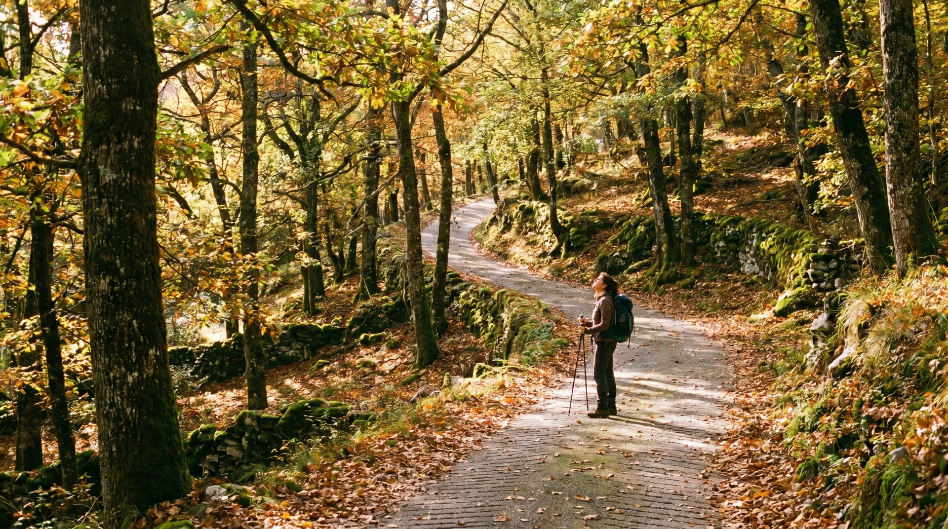 Gepflasterter Schlossweg-Wanderpfad steigt steil durch den Wald zum Schloss Vaduz