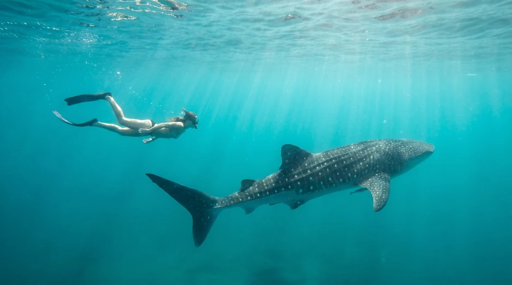 Snorkeler keeping a respectful distance from a whale shark in the Maldives