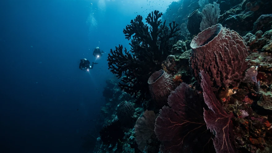 Scuba Diving in St. Vincent and the Grenadines: The Critter Capital