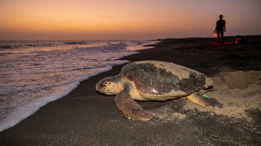 Loggerhead turtle nesting on Boa Vista beach at dusk