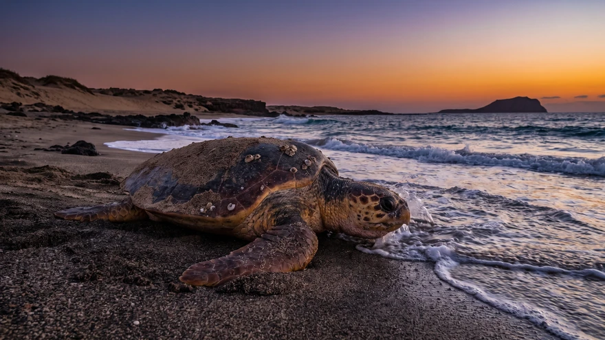 A loggerhead sea turtle emerging onto a Boa Vista island beach at dusk in Cabo Verde