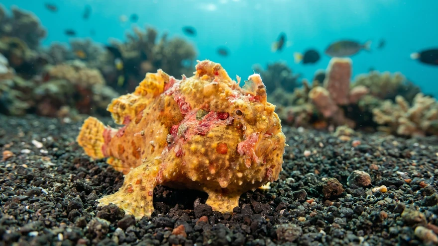 Bright orange frogfish camouflaged on volcanic black sand in St. Vincent