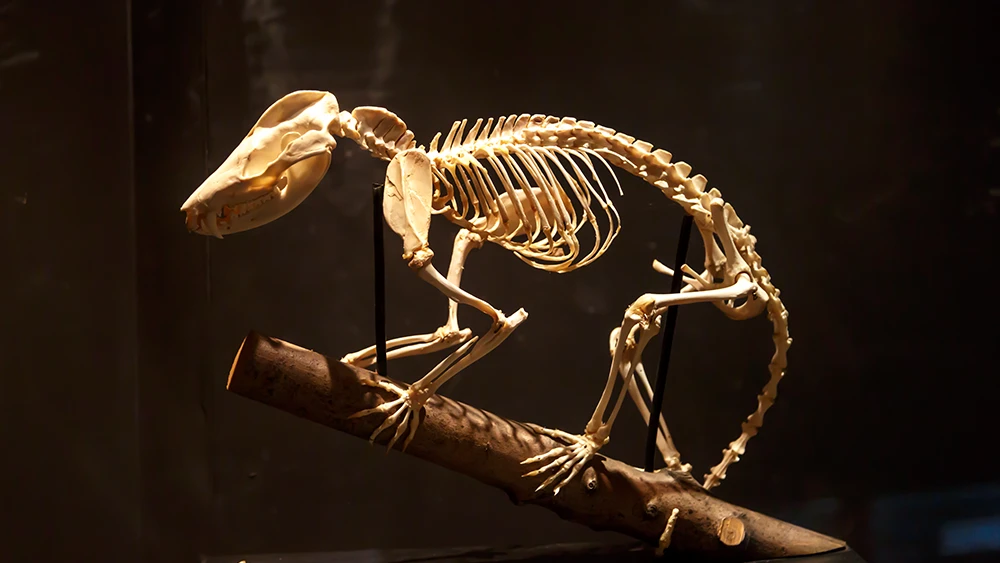 Animal skeleton mounted on a branch in a glass display case at the Natural History Museum in Mdina, Malta