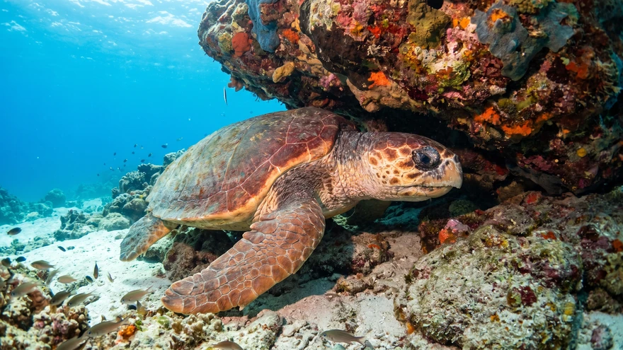 A loggerhead sea turtle resting under a rock overhang on the reef near Cabo Verde