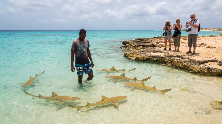 A local guide wading among lemon sharks at Shark Bay, Cape Verde, with tourists observing nearby