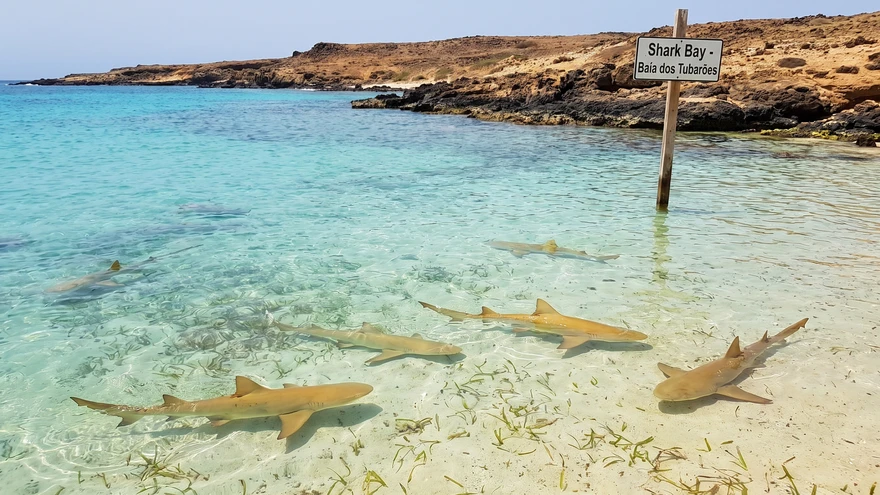 Baby lemon sharks swimming in the shallow waters of Shark Bay on Sal Island, Cape Verde