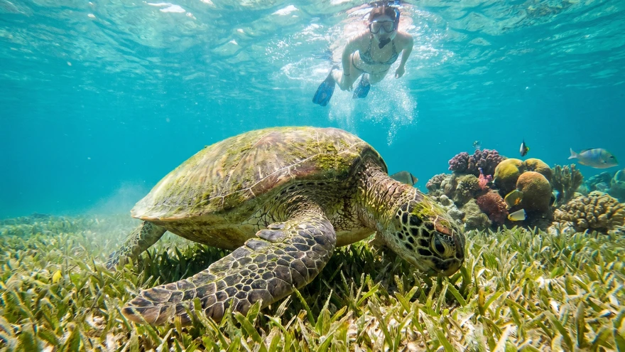 Green sea turtle grazing on seagrass bed in Tobago Cays clear water