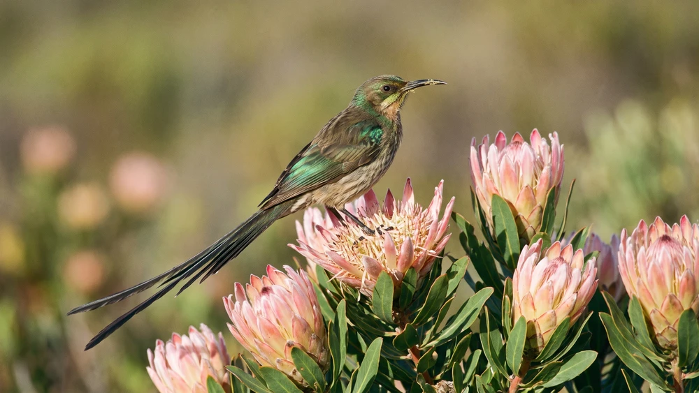 Cape Sugarbird perched on a flowering protea bush at Harold Porter Botanical Garden