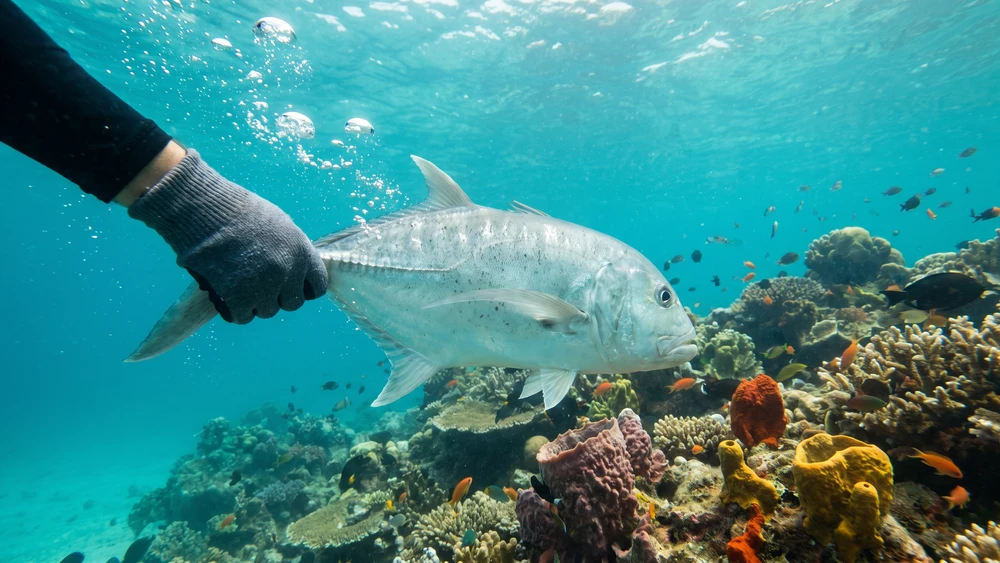 Angler releasing a giant trevally back into the reef