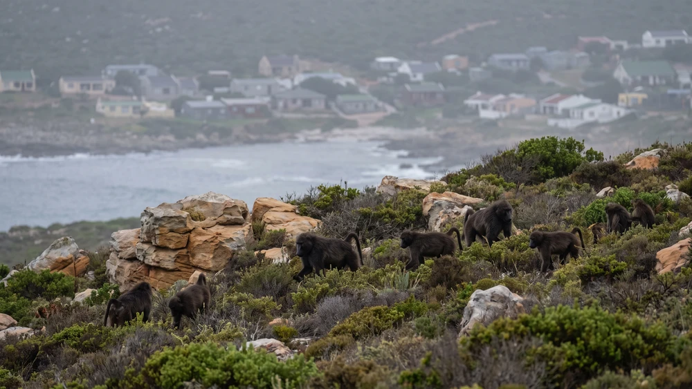 Rooiels, South Africa: How to Visit the Baboon Village